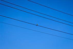 small bird on a wire against the sky