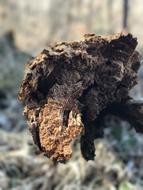 Tree Bark Close Up