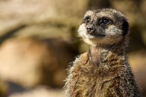 Portrait of the beautiful, cute and colorful meerkat in light, at blurred background
