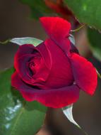 red fragrant rose in the garden