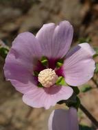Hibiscus Syriacus Syrian Rose Wild