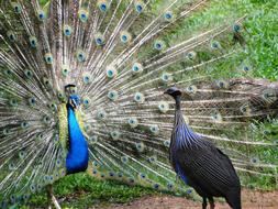 Peacock Bird Nature