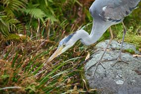 Gray Heron Hunt Waterside