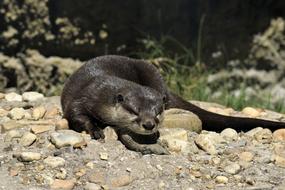 Sea Otter Mammal at Wildlife