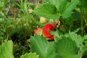 Strawberry Berry Fruit