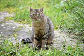 tabby cat sits on path staring