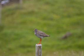 Iceland Redshank Bird
