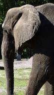 old african Elephant in zoo