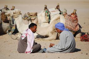 men sit near a camel