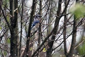 Blue Jay in the branches of trees on a blurred background