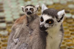 Lemurs Cute