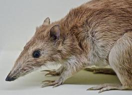 Bandicoot Marsupial Australia