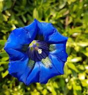 Blue Gentian Bavarian