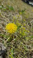 Dandelion Spring Flowers