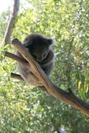 Koala Bear on branch