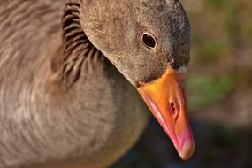Goose Water Bird Poultry