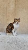 Beautiful, cute and colorful cat sitting near the wall