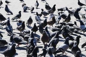 Pigeons Bird Flock
