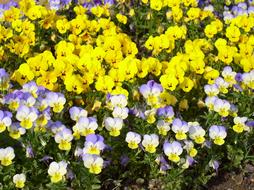 beautiful spring blooms