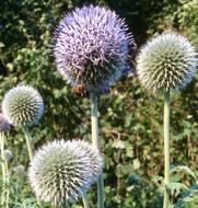 Flowers Diestel Prickly Close
