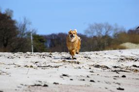 happy running dog on the beach