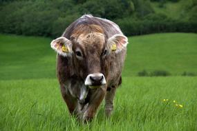 cow on a green meadow close up