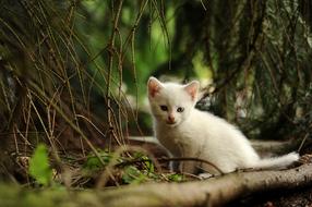 Beautiful and cute, curious, white cat, among the colorful plants