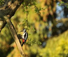 woodpecker on a tree close-up on a blurred background