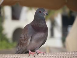 pigeon is sitting on a wicker chair