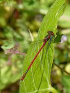 red dragonfly on a plant leaf