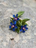 Flowers Wild Blue