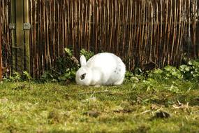 white rabbit on green grass near the fence