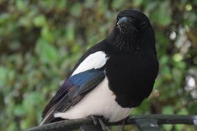 Bird at Spain Nature