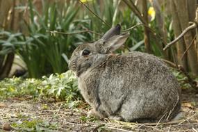 Beautiful, cute and colorful rabbit, among the colorful plants