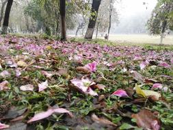 Redbud Fall English South China