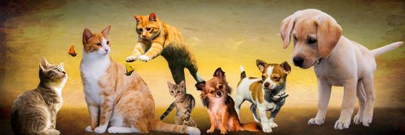 Animals Dogs Cat