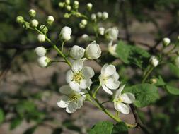 Black Cherry Ahlkirsche Swamp