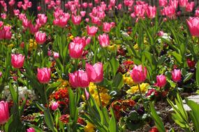 Tulips Floral Spring