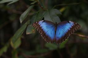 blue butterfly in the garden