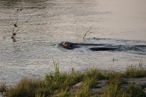 Cute beaver, swimming in the water, near the shore with the colorful plants