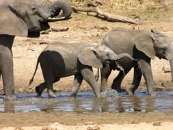 Tanzania Safari Elephant