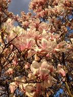 Magnolia Tree Spring