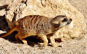 Cute Curious Meerkat at stone