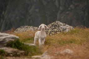 little white Lamb on meadow at rock
