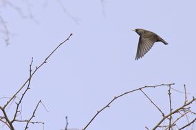 Beautiful and colorful starling flying above the branches at blue sky background