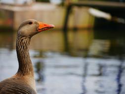 Bird Bill Goose water