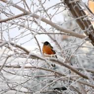 robin on a tree in the snow