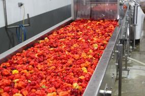Belizean Red Habanero Hot
