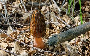 Mushroom Morel