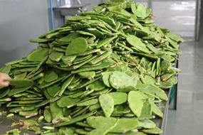 prickly cactus leaves harvest